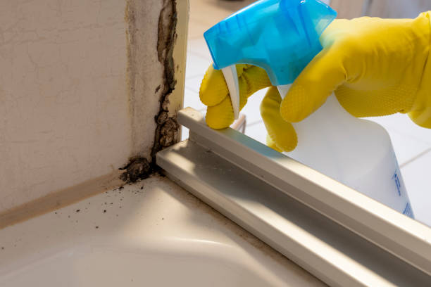 Best Office Mold Removal Services  in Alum Creek, WV